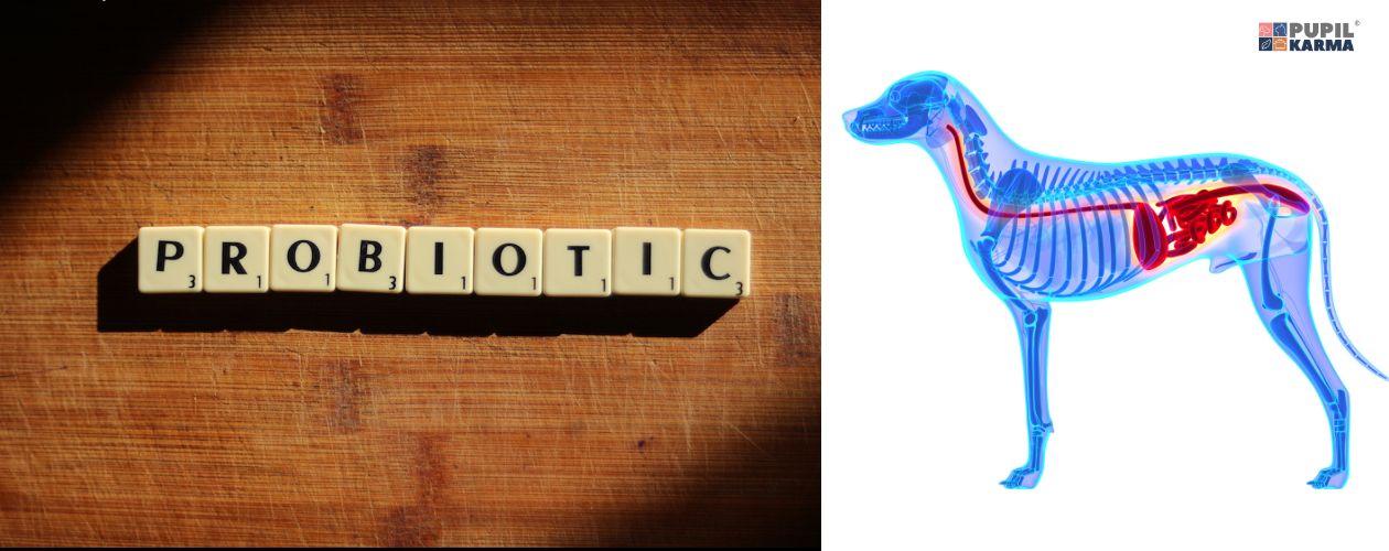 Probiotyk - na całe życie. Po lewej drewniane klocki z napisem probiotic, po prawej na białym tle jakby zdjęcie prześwietlające układ trawienny psa. Po prawej logo pupilkarma. 